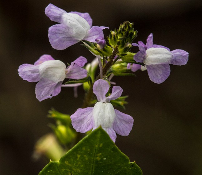 linaria-face