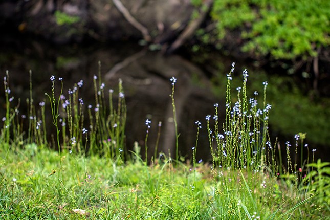 linaria-far