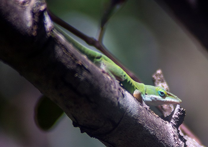 linaria-lizard
