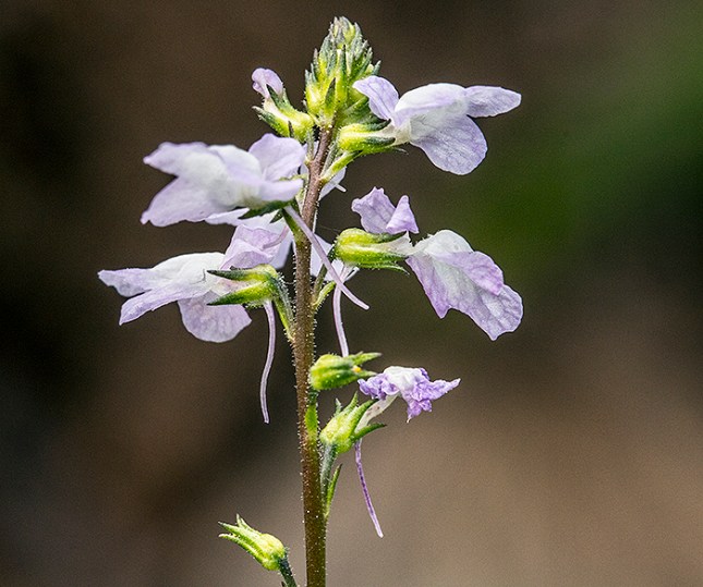 linaria-spurs