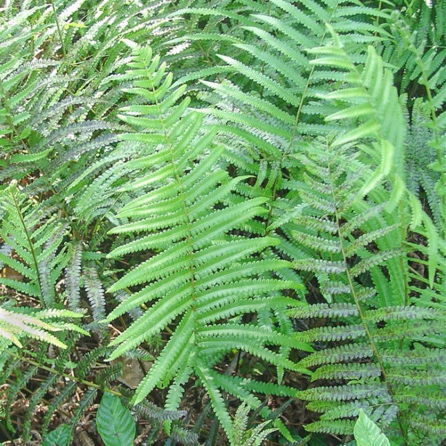 thelypteris-interrupta-2