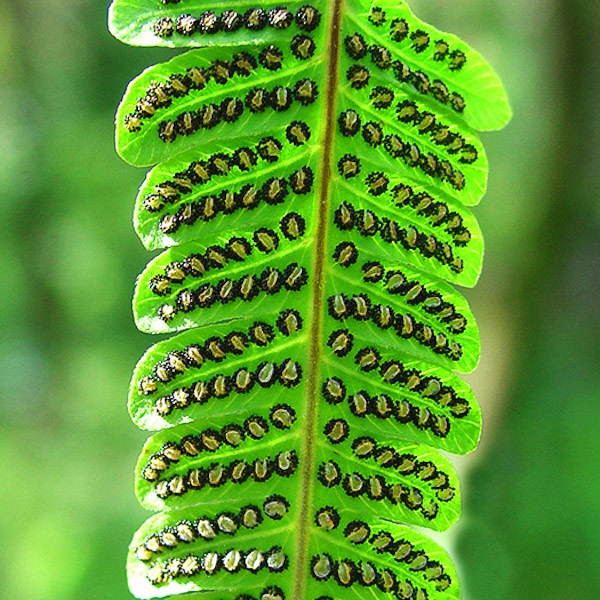 thelypteris-interrupta-4