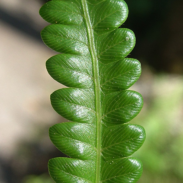 thelypteris-interrupta-5