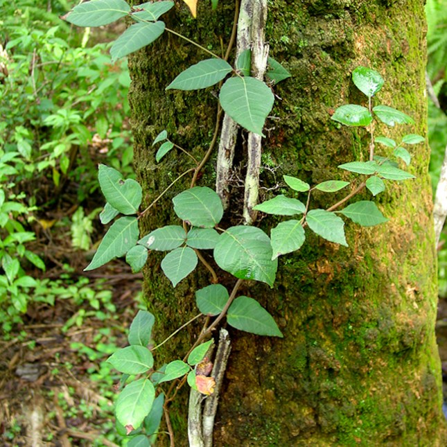 toxicodendron-radicans-1