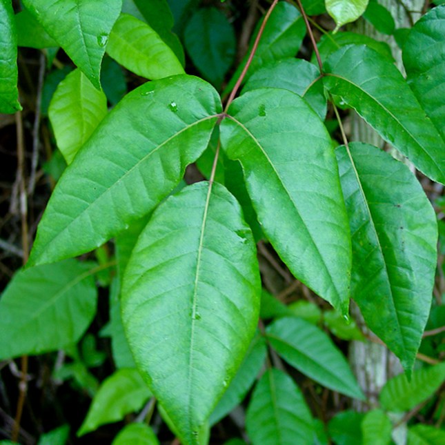 toxicodendron-radicans-2