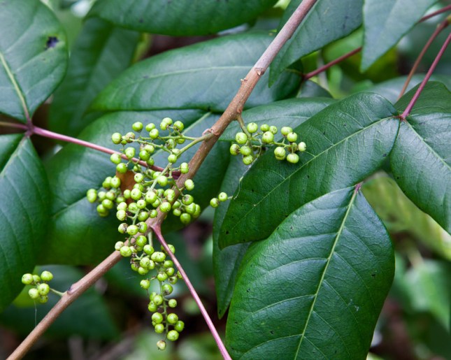 toxicodendron-radicans-4