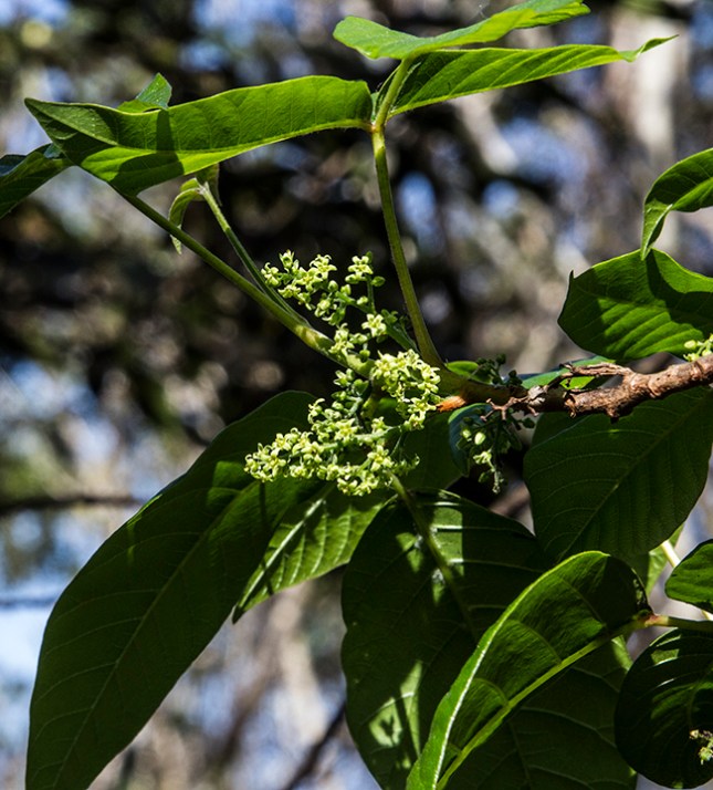 toxicodendron-radicans-flowers