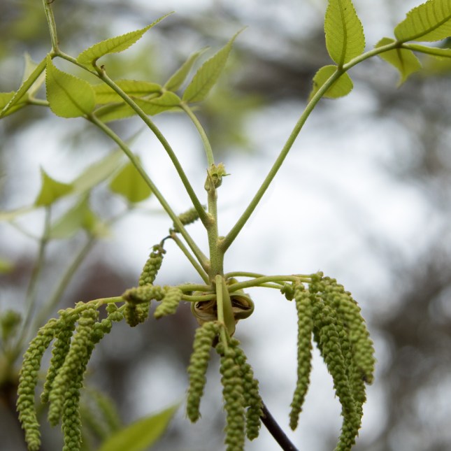 carya-floridana-11