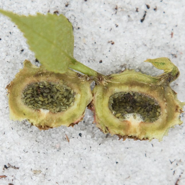 carya-floridana-15