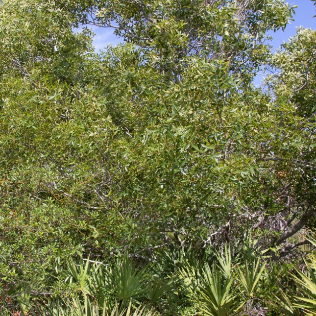 carya-floridana-8