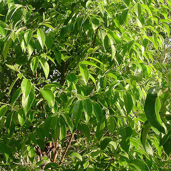 Diospyros virginiana 1