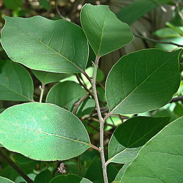 Diospyros virginiana 2