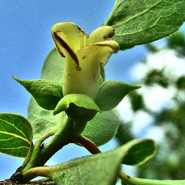 Diospyros virginiana 3