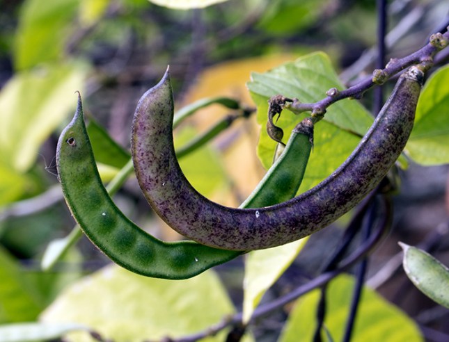 Leptospron pods