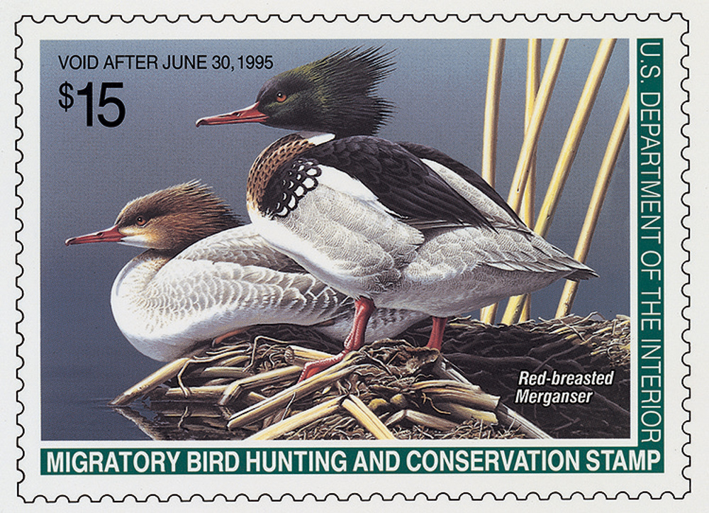 Merganser