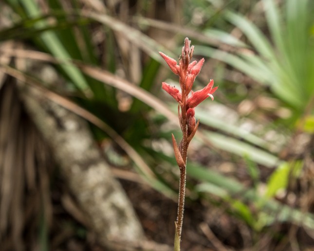 Sacoila lanceolata 2