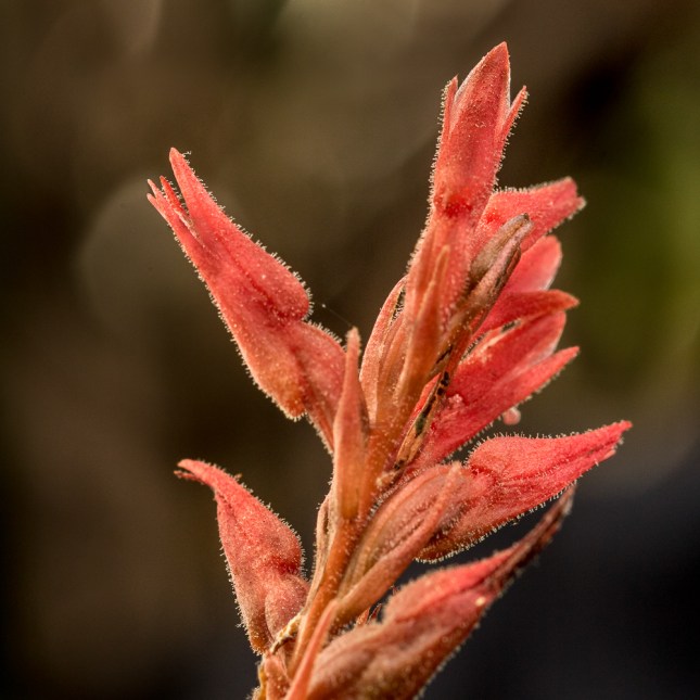 Sacoila lanceolata 5