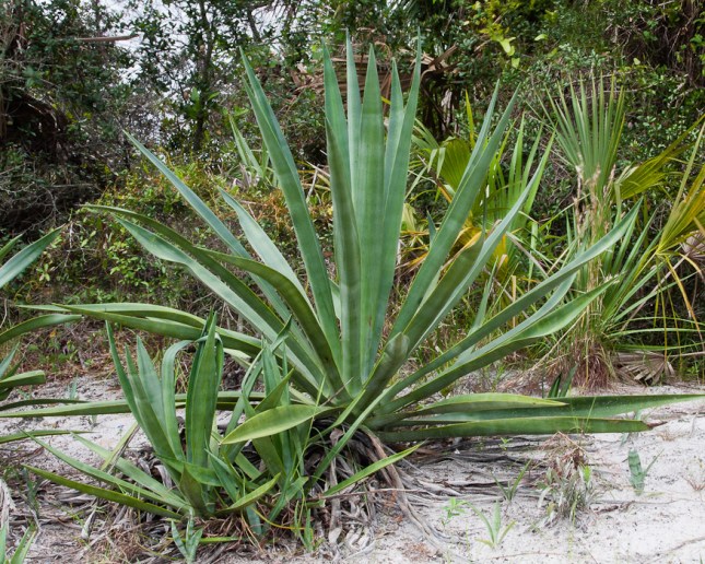 Agave vivipara 1 - Copy