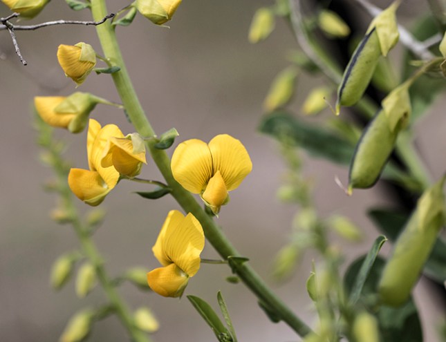 Crotalaria spectabilis flowers Cypress Creek - Copy
