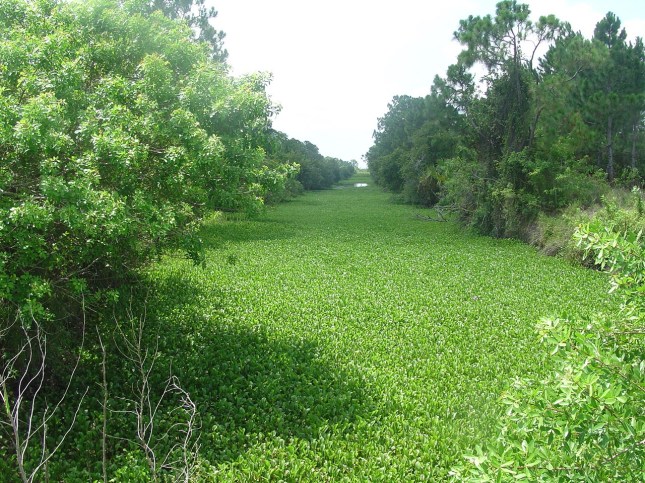 Eichhornia crassipes 2 - Copy
