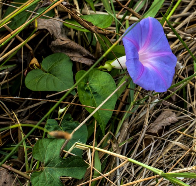 Ipomoea indica Baker Rd.