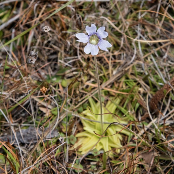 Pinguicula caerulea 3