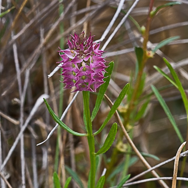 Polygala cruciata 1