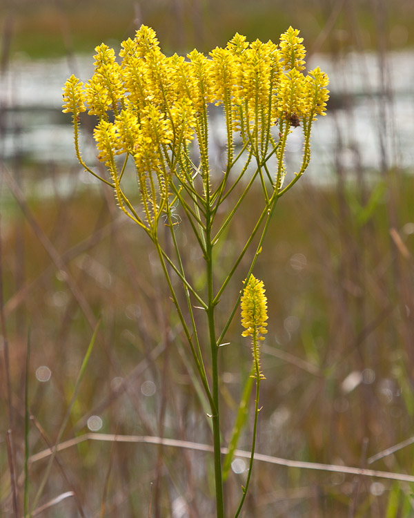 Polygala cymosa 7