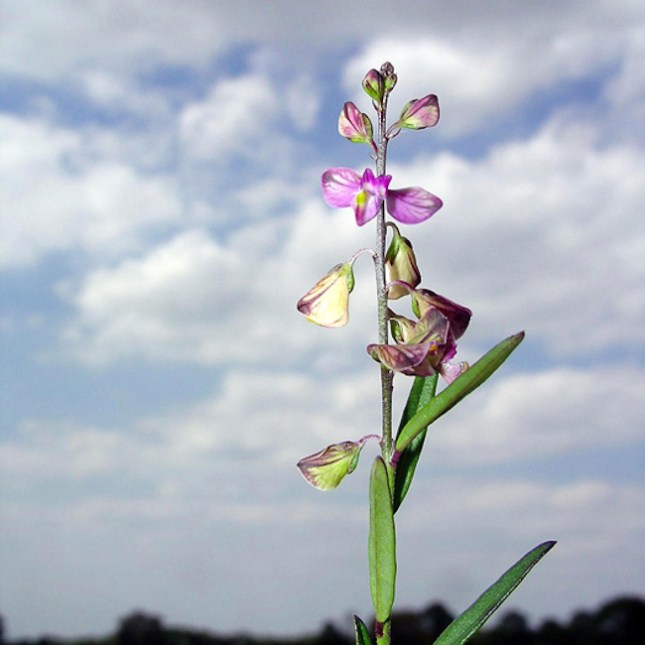 Polygala grandiflora 1