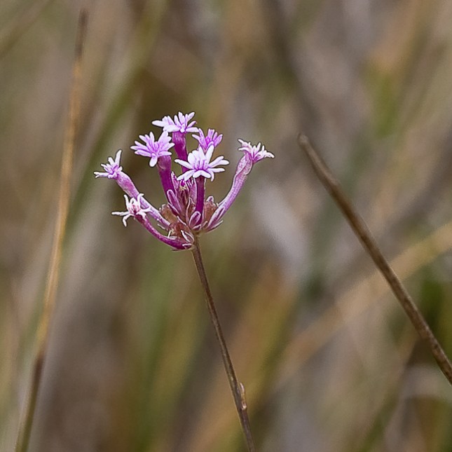 Polygala incarnata 2
