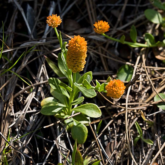 Polygala lutea 1
