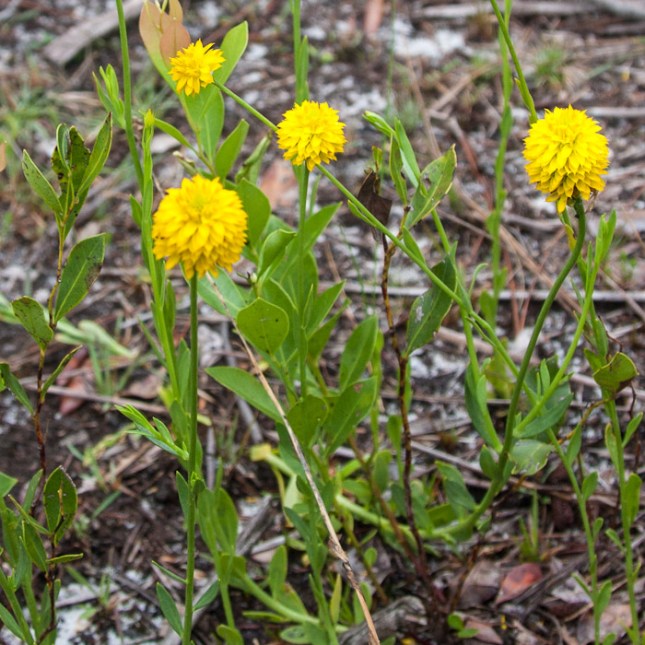 Polygala rugelii 2