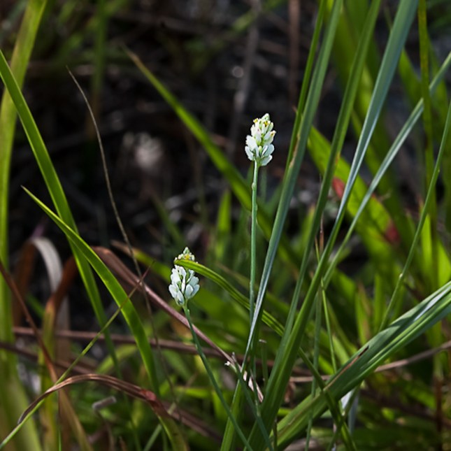 Polygala setacea 2