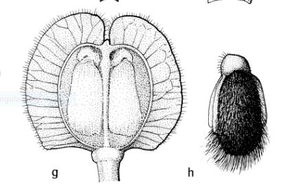 Po;ygala rhinanthoides Fl Malesiana