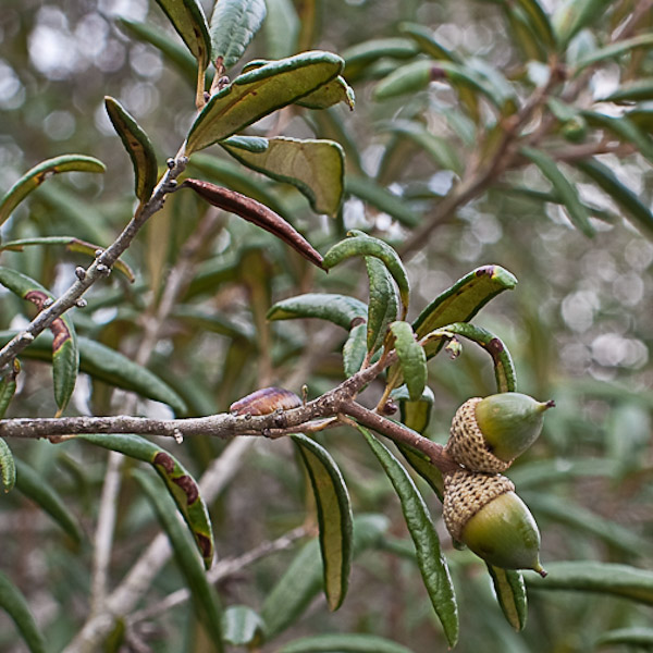 Quercus germinata 3
