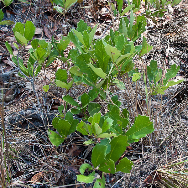 Quercus minima 2