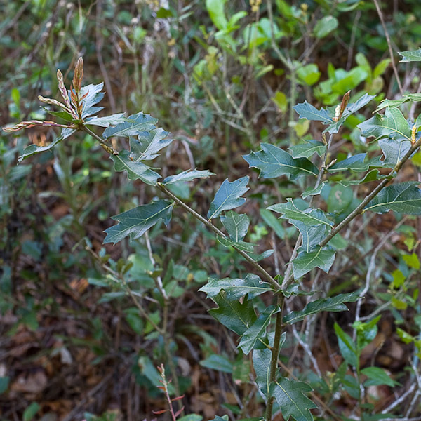 Quercus minima hybrid