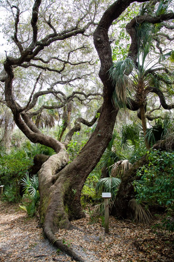 Quercus virginiana 8