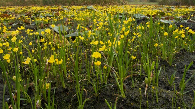 Utricularia subulata 10