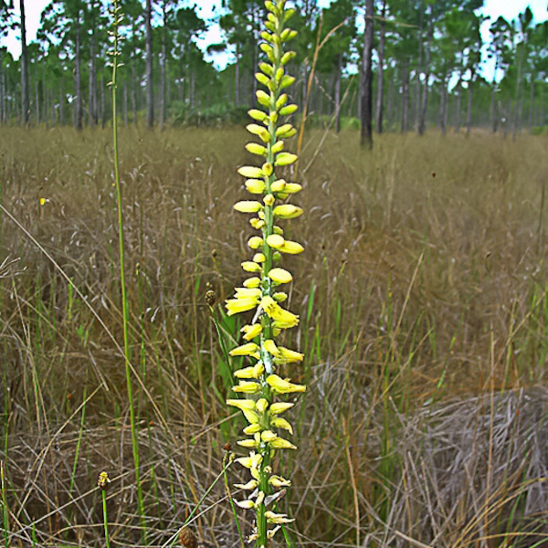 Aletris lutea 1