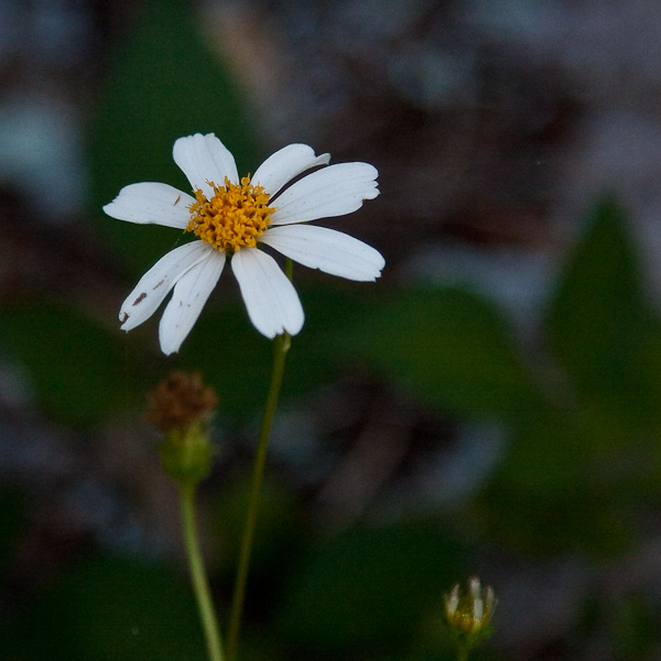 Bidens alba 2
