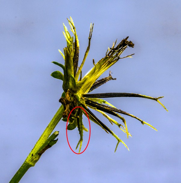 Bidens alba fruiting head