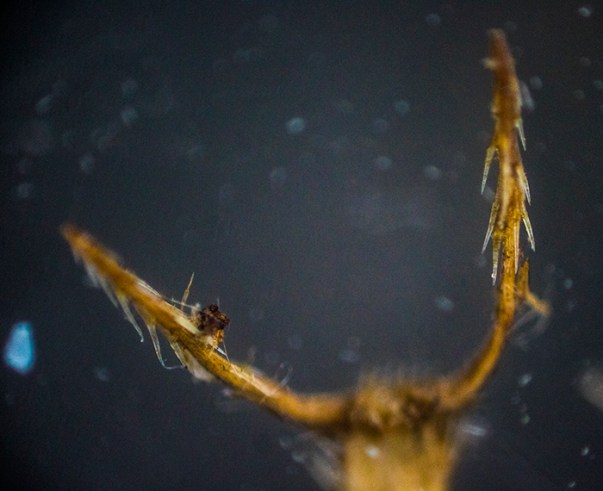 Bidens alba horns