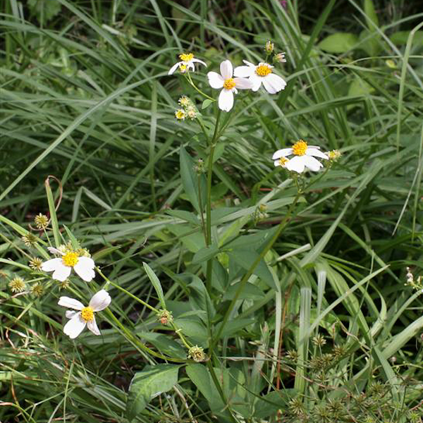 Bidens alba
