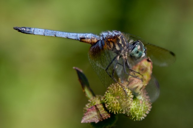 Blue-eyed Darner Dragonfly 1