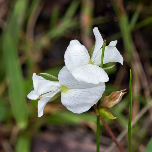 Galactia elliottii 10