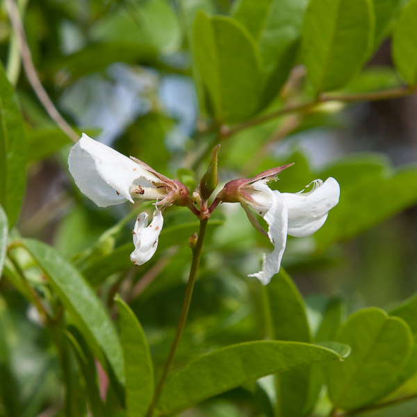 Galactia elliottii 4