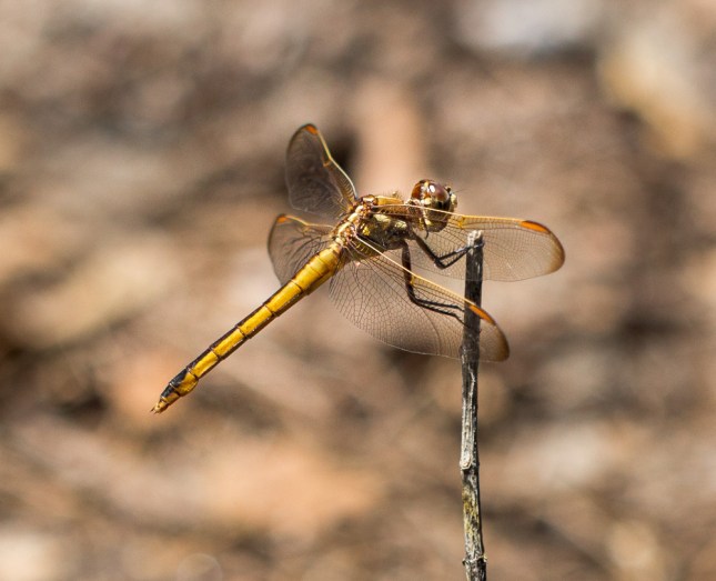 Golden-winged Skimmer Dradonfly