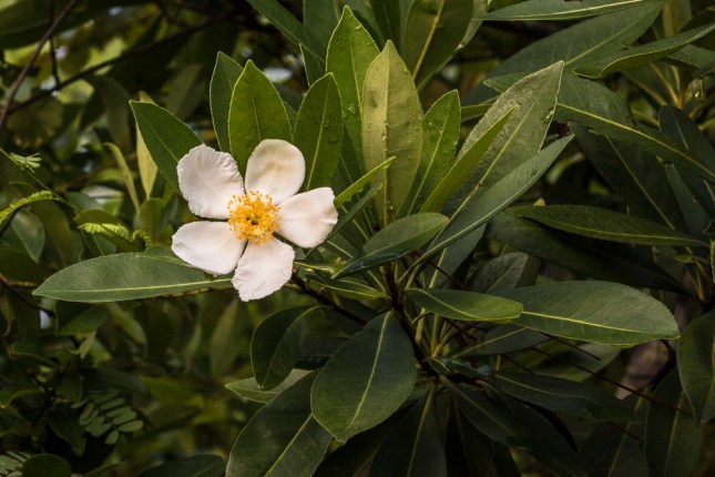 Gordonia lasianthus 17