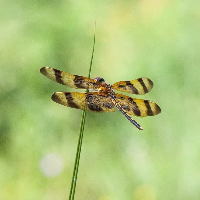 Halloween Pennant Dragonfly 1 (1)